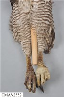 鳳頭蒼鷹藏品圖，第15張